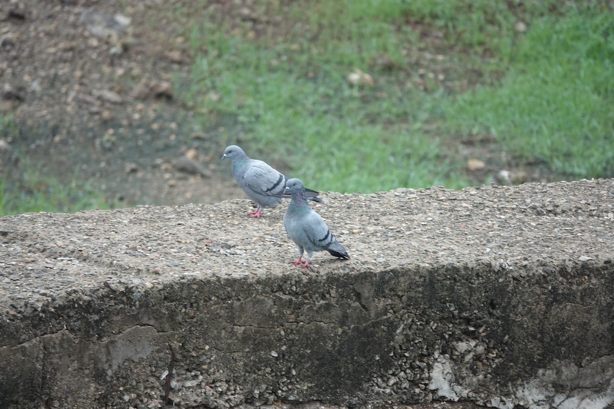 Pigeon biset (forme domestique) - ML620911358