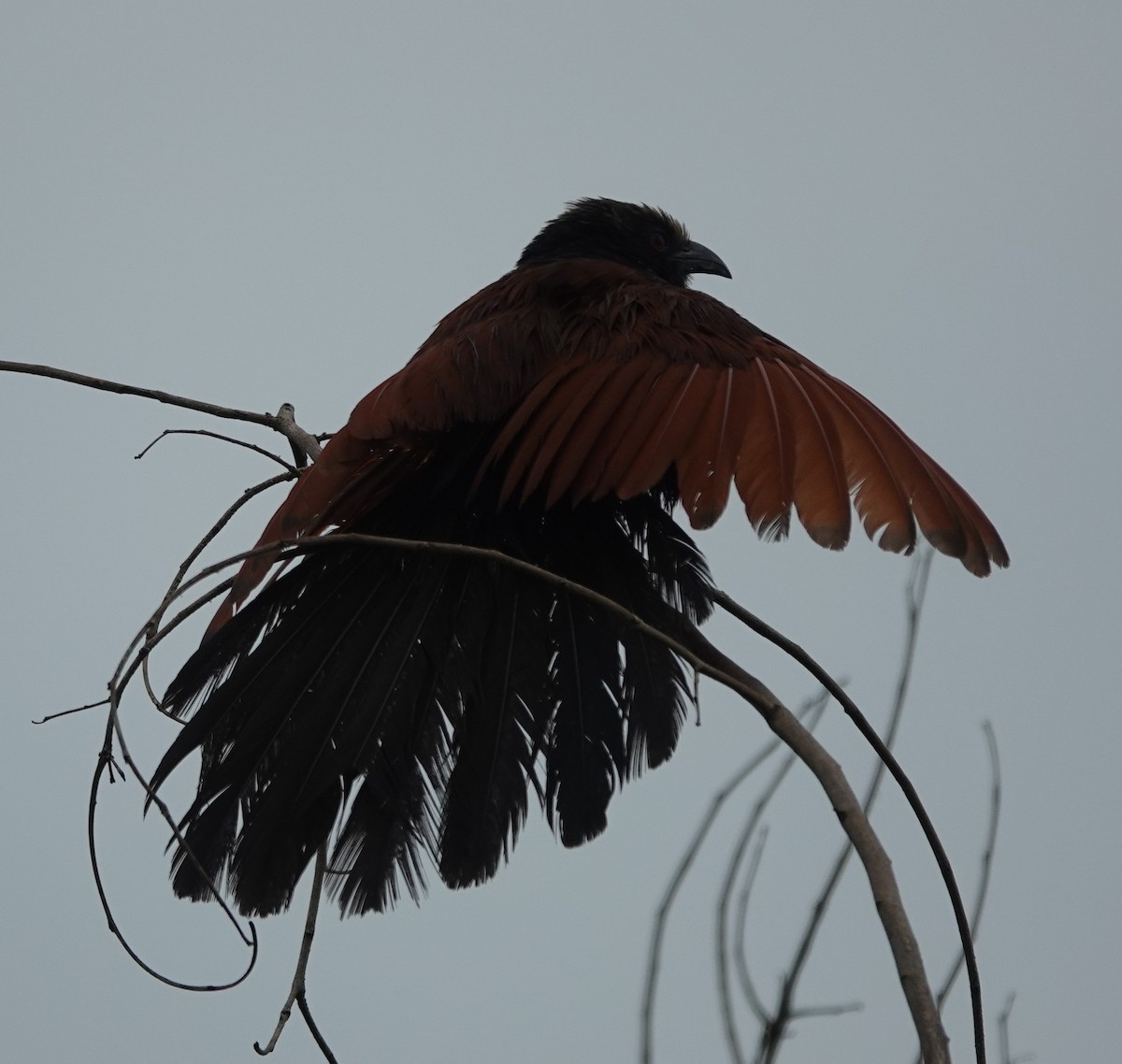 Greater Coucal - ML620911360