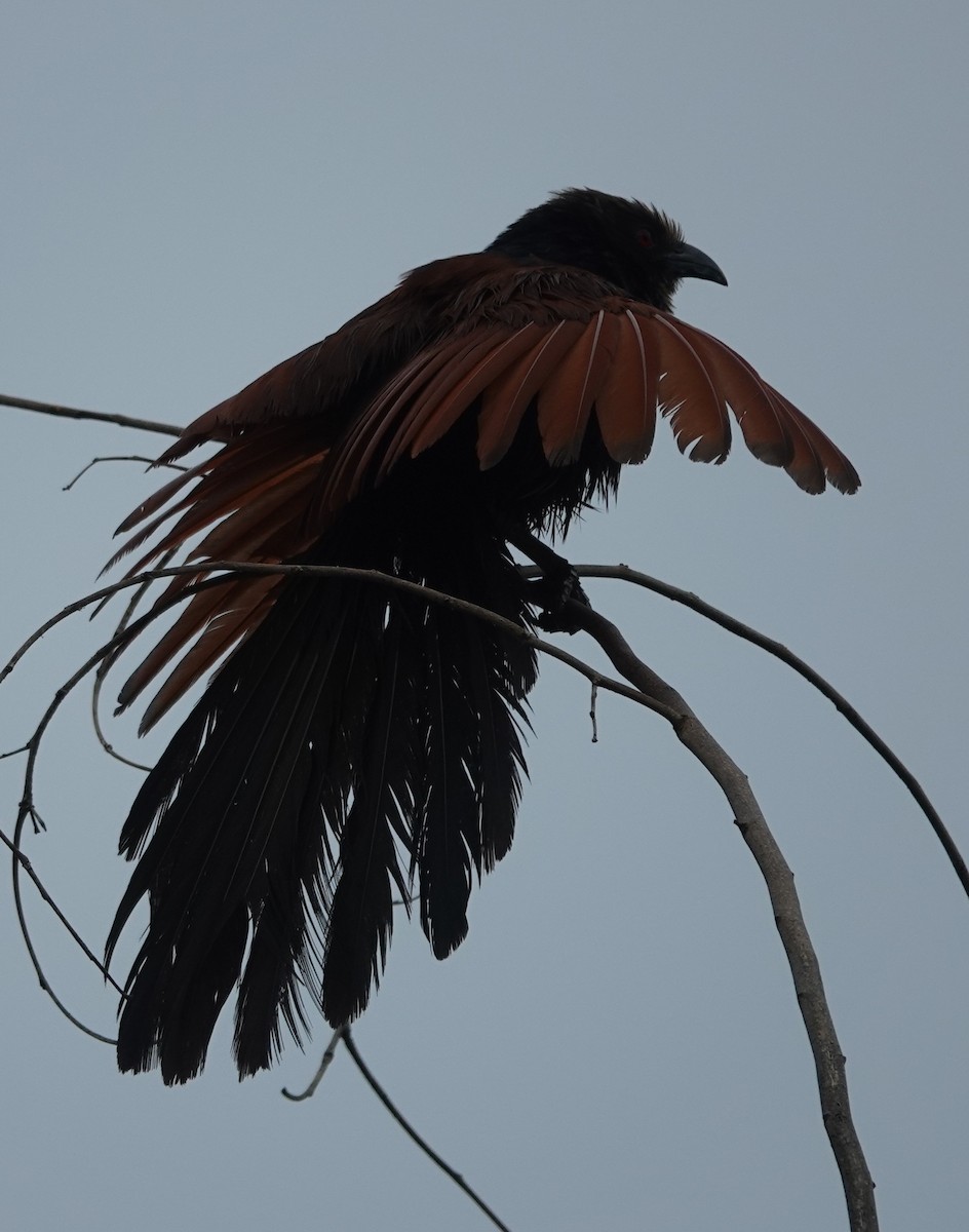 Greater Coucal - ML620911361