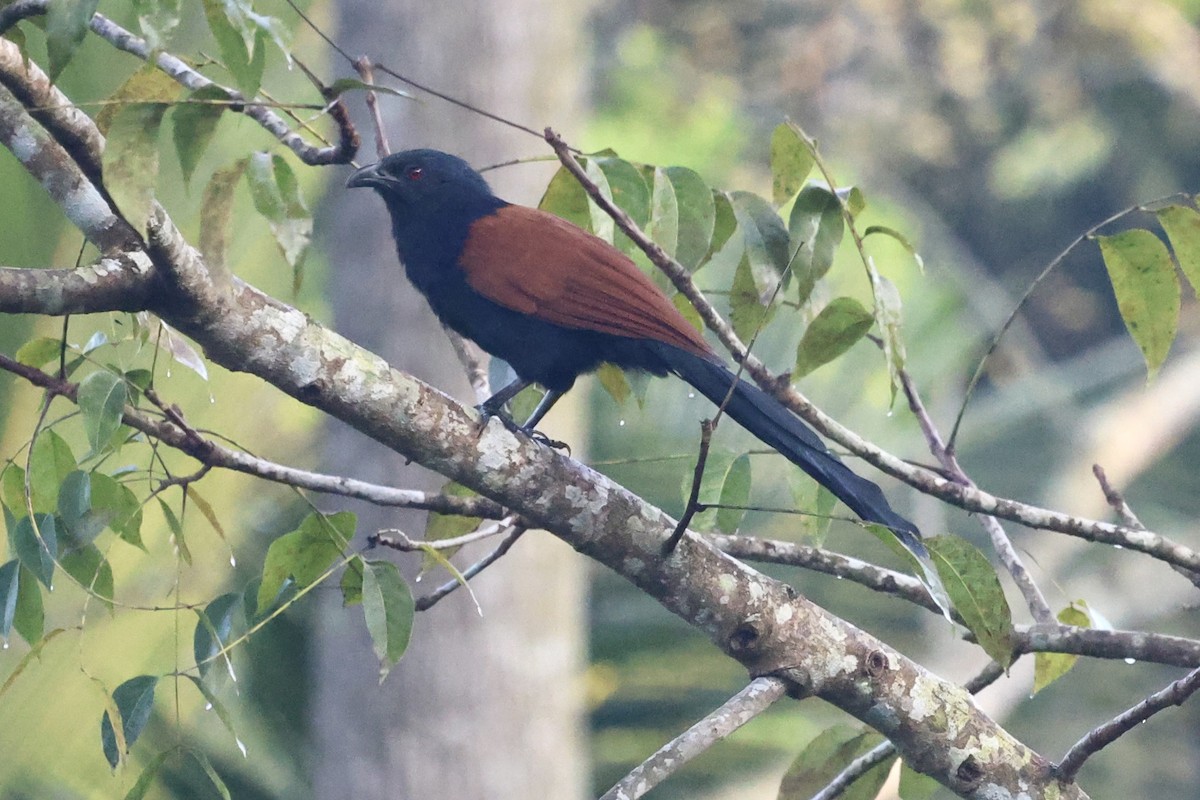 Greater Coucal - ML620911365