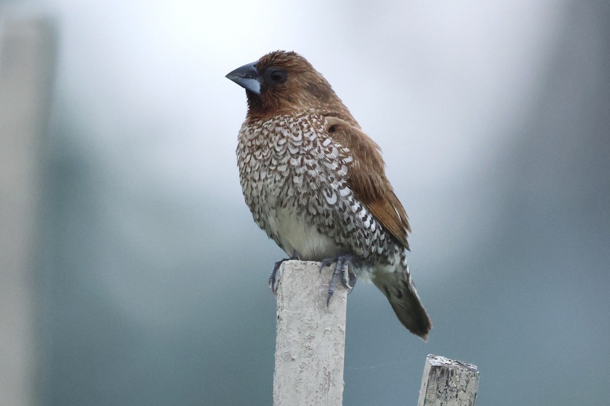 Scaly-breasted Munia - Grant Olwage