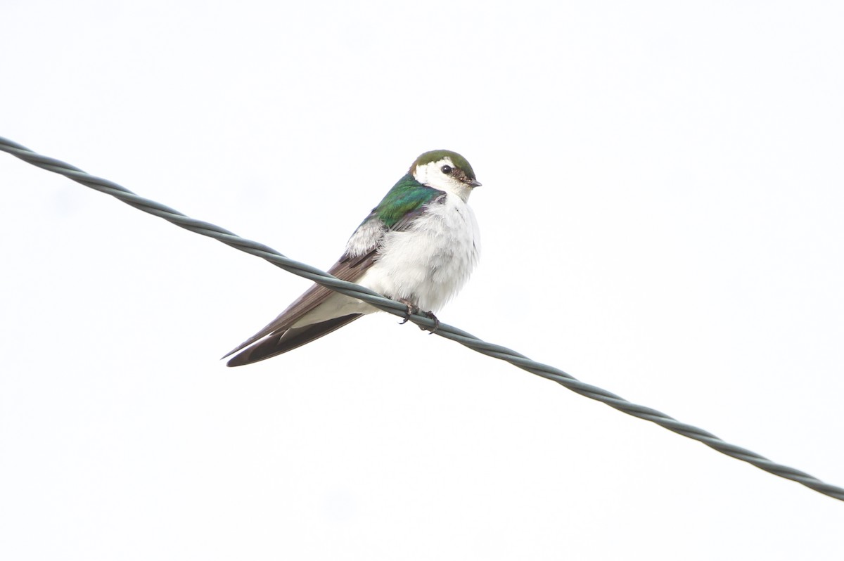 Violet-green Swallow - Doug Hegenauer