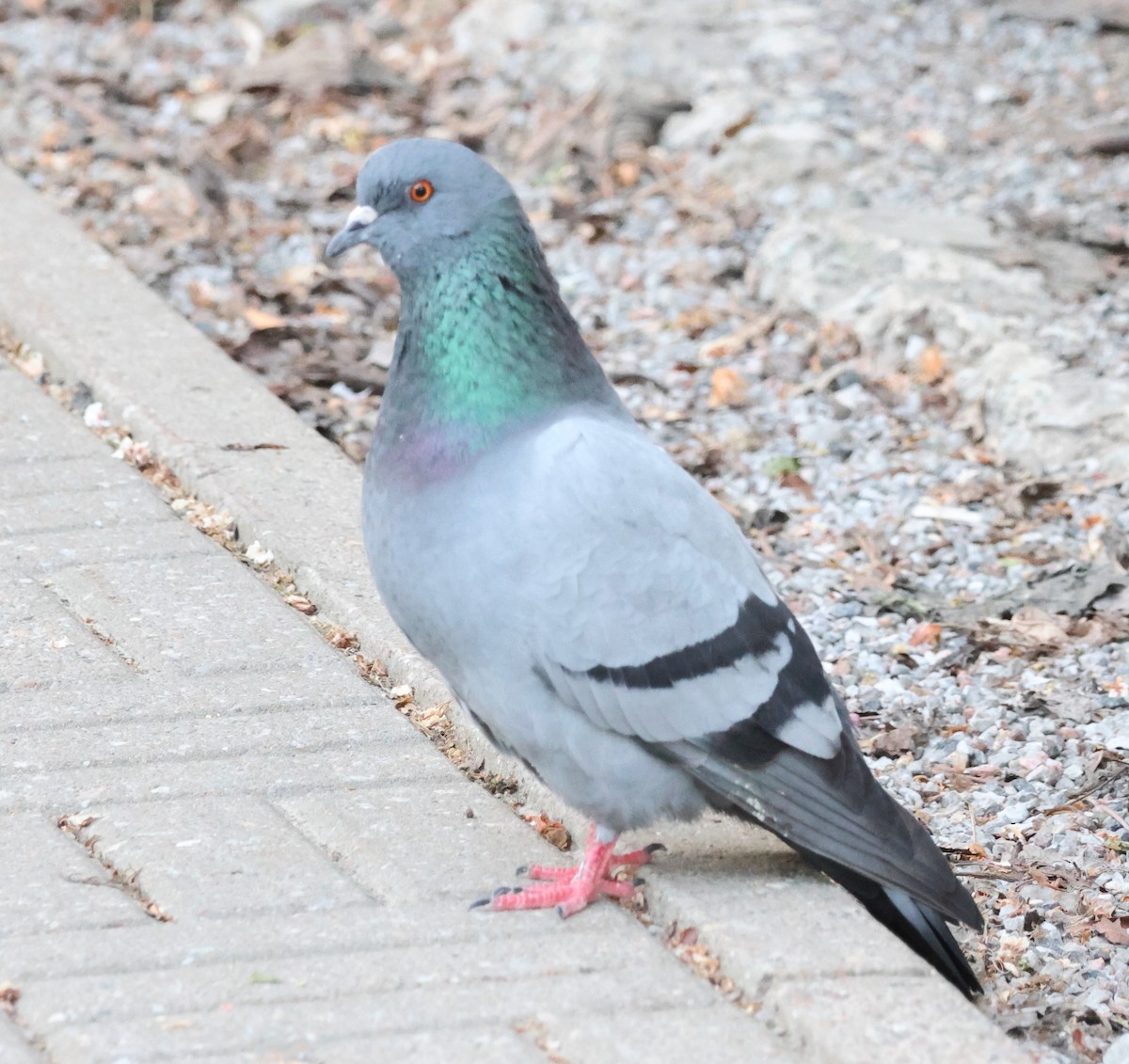 Rock Pigeon (Feral Pigeon) - ML620911426