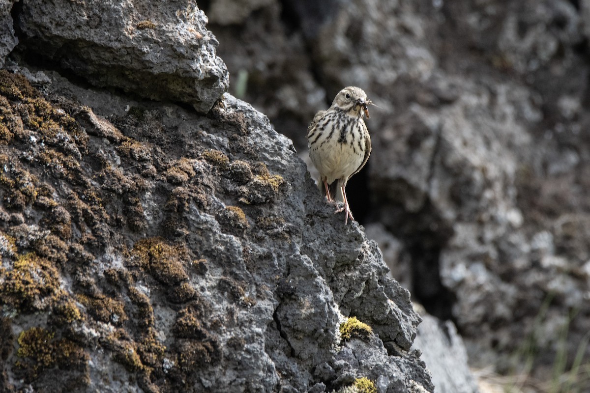 Meadow Pipit - ML620911431