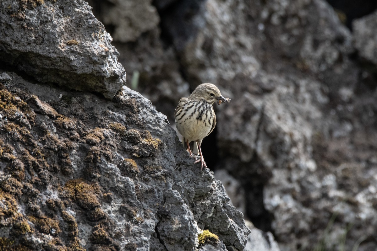 Meadow Pipit - ML620911438