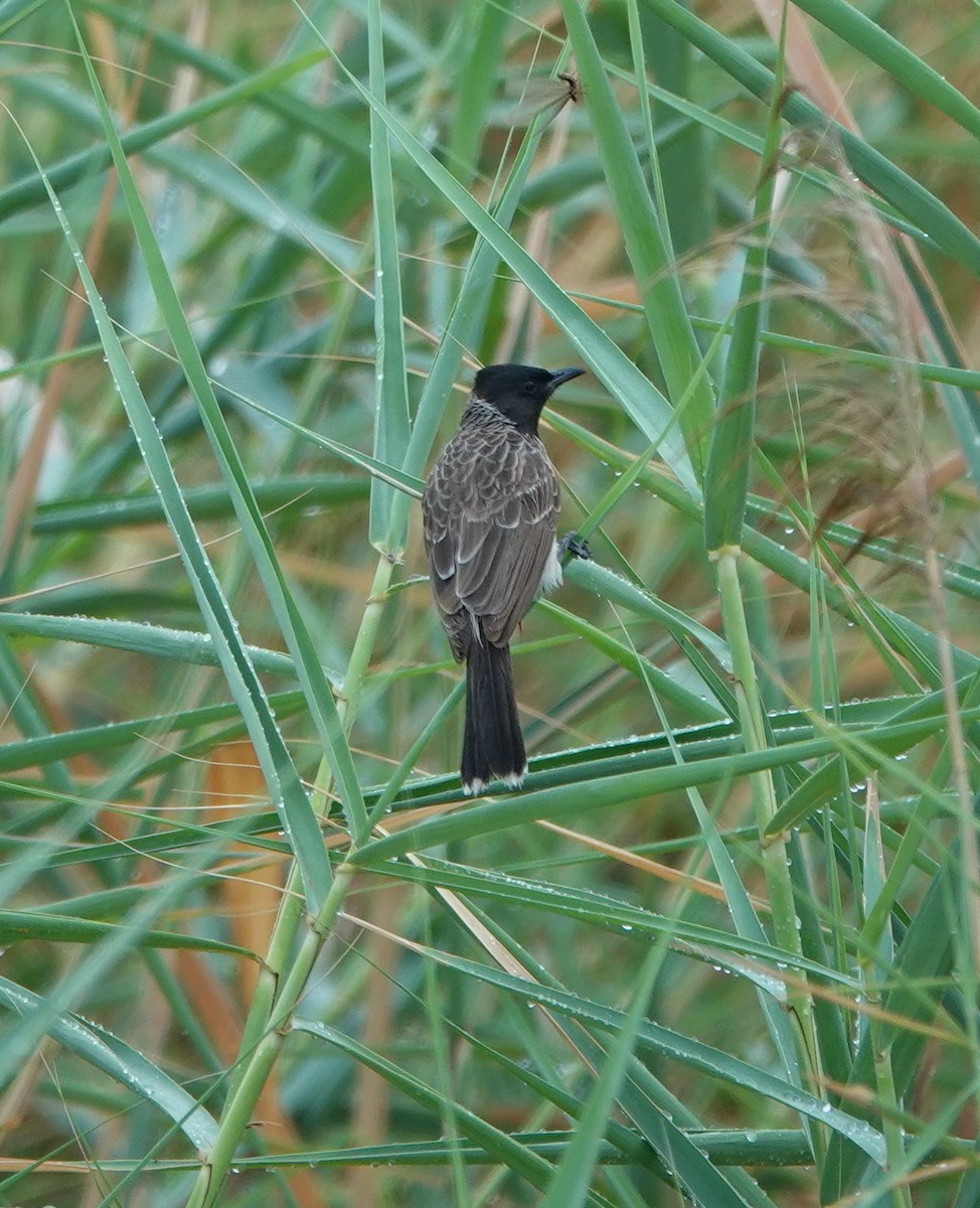 Red-vented Bulbul - ML620911447
