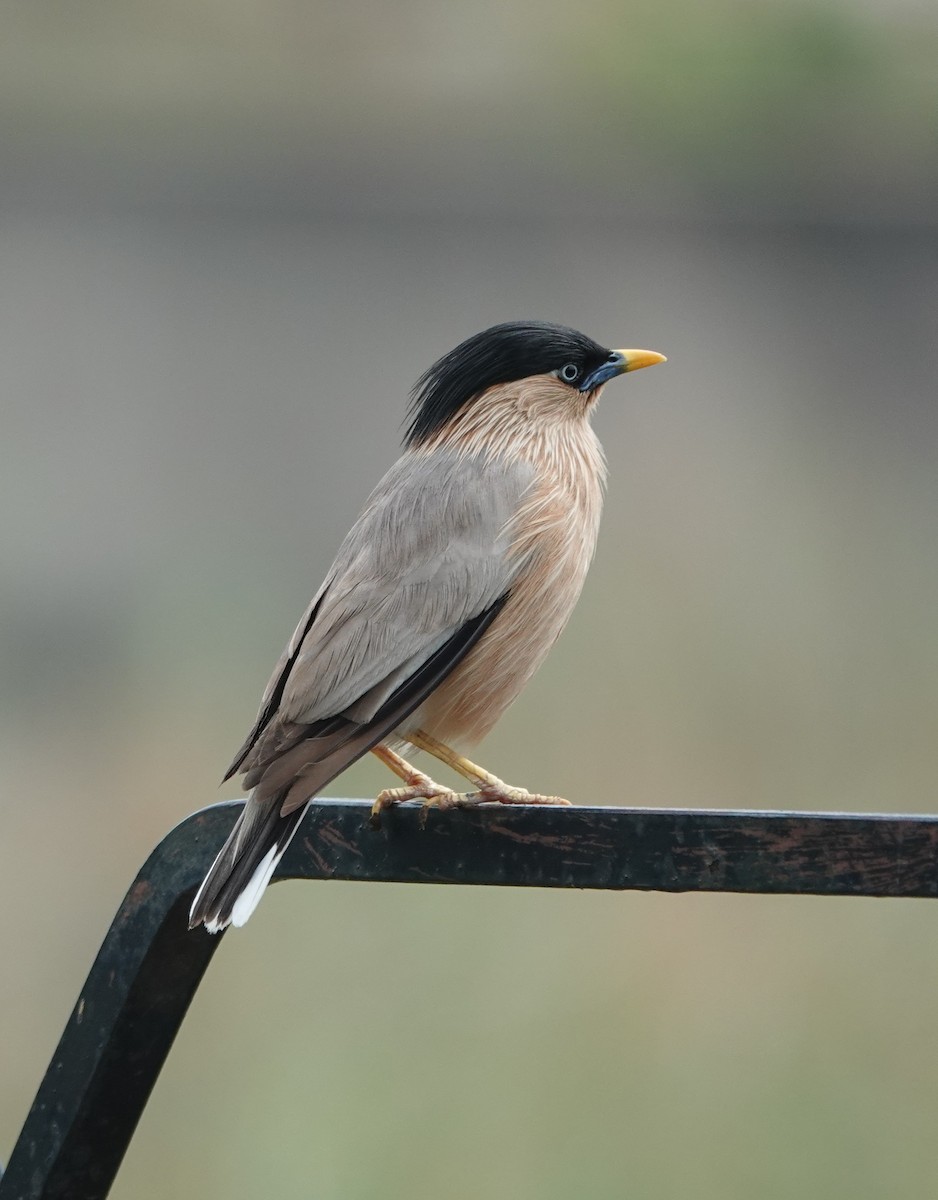 Brahminy Starling - Prof Chandan Singh Dalawat