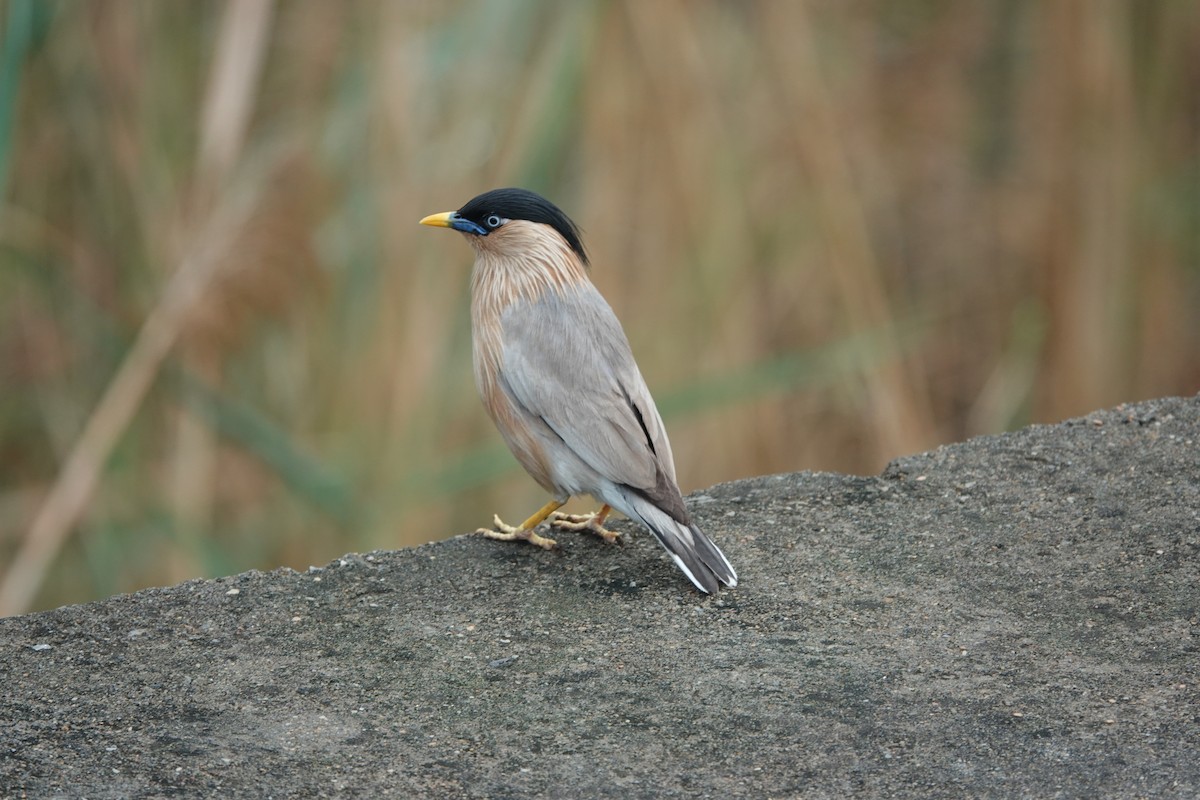 Brahminy Starling - ML620911462