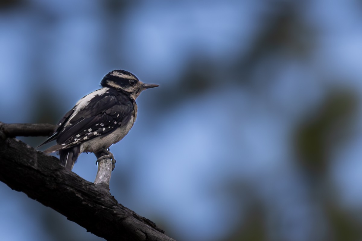 Hairy Woodpecker - ML620911474