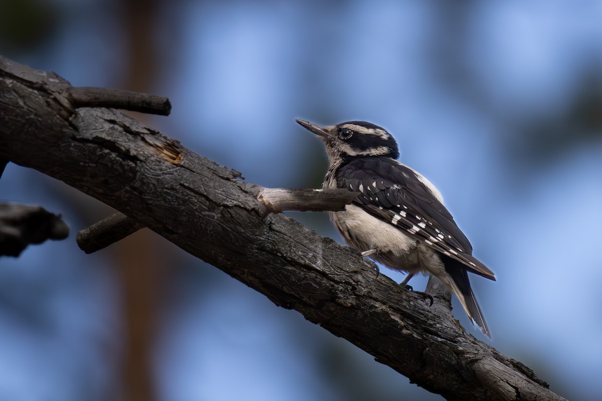 Hairy Woodpecker - ML620911475