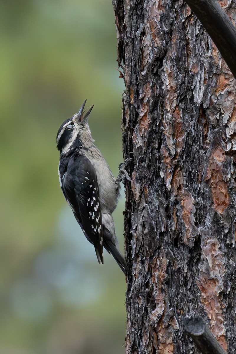 Hairy Woodpecker - ML620911476