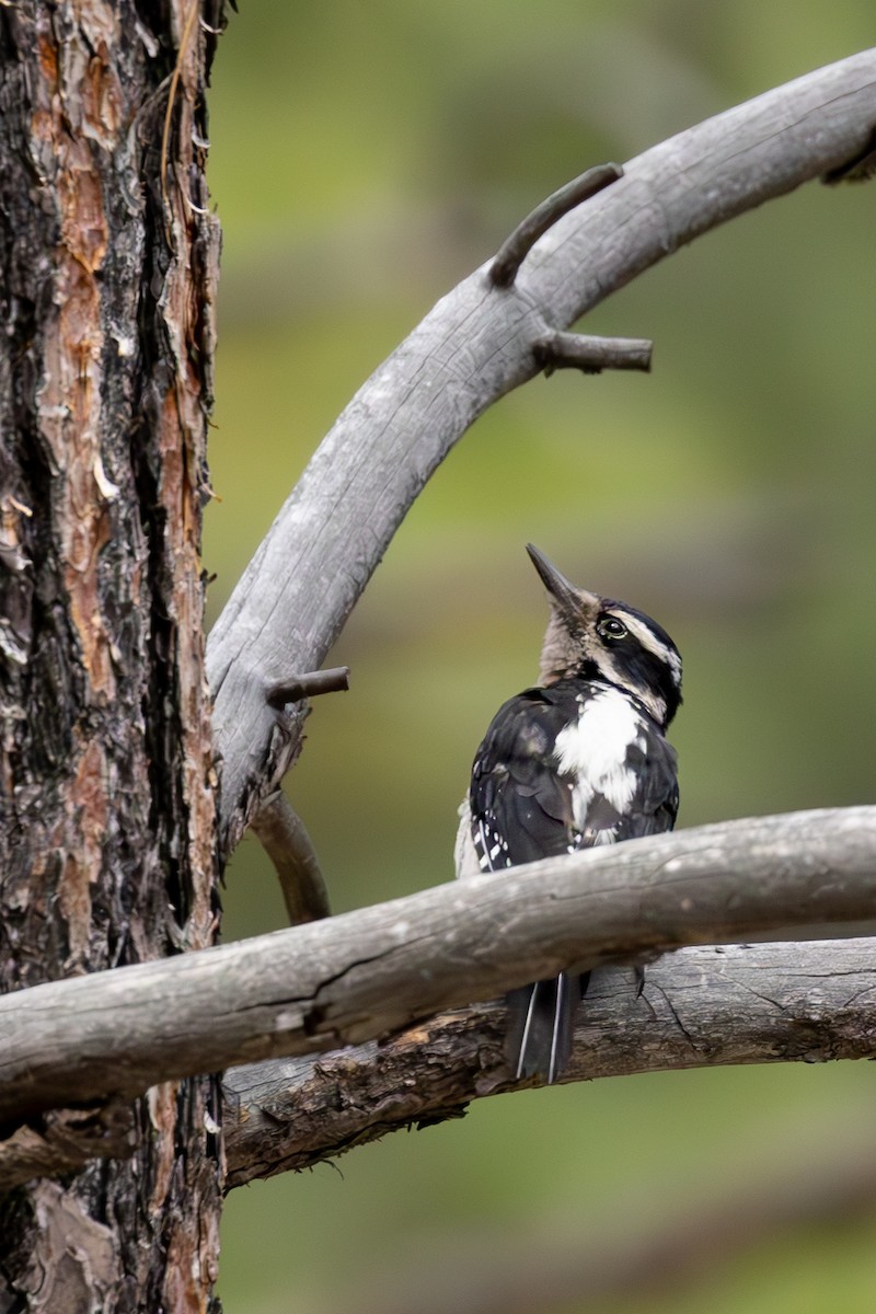 Hairy Woodpecker - ML620911477