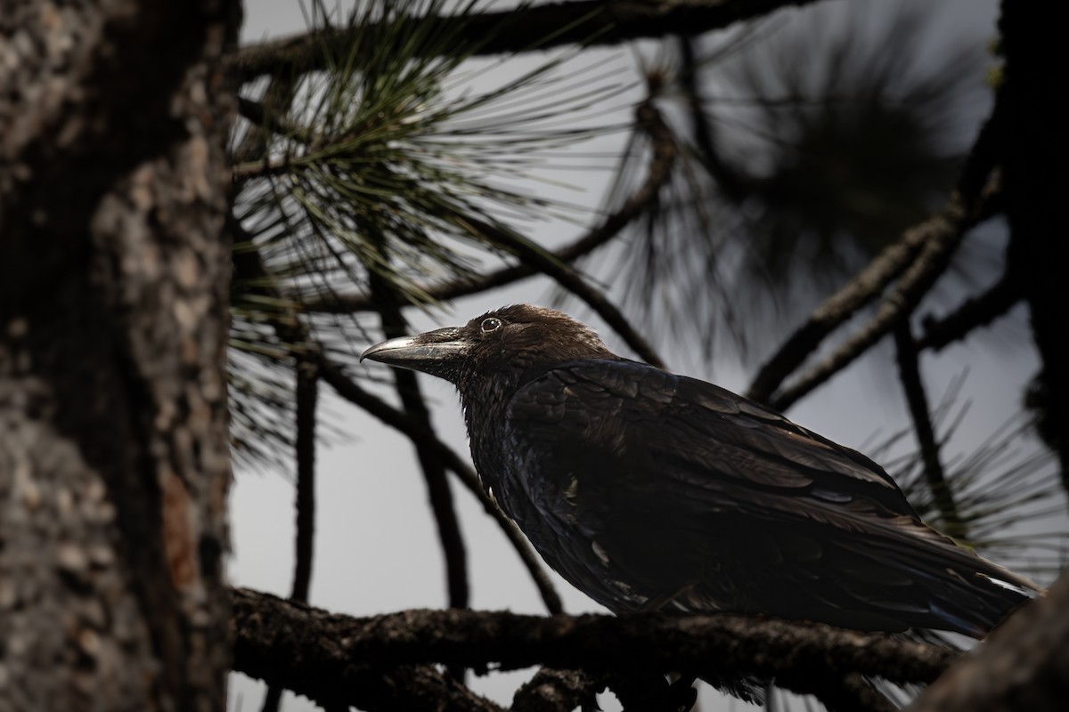 Common Raven - ML620911483