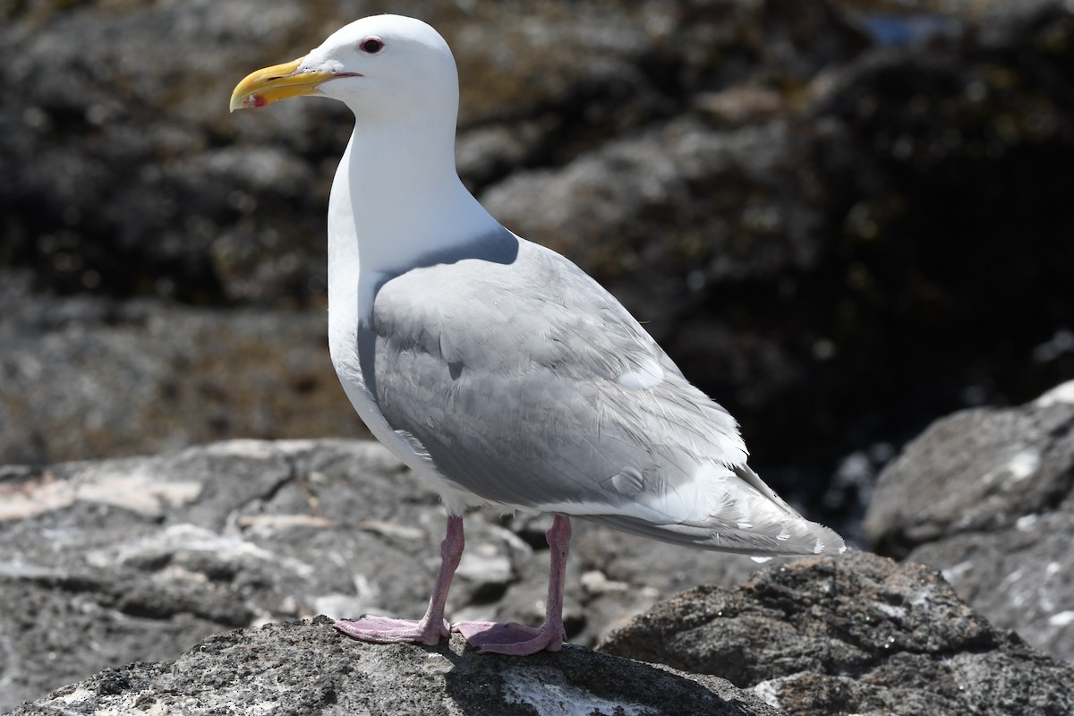 Gaviota de Bering - ML620911485