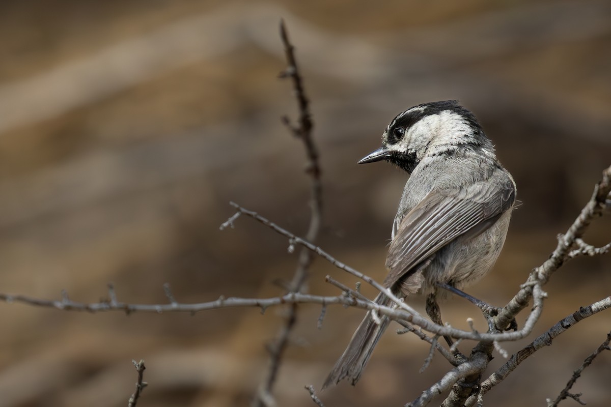 Mountain Chickadee - ML620911495