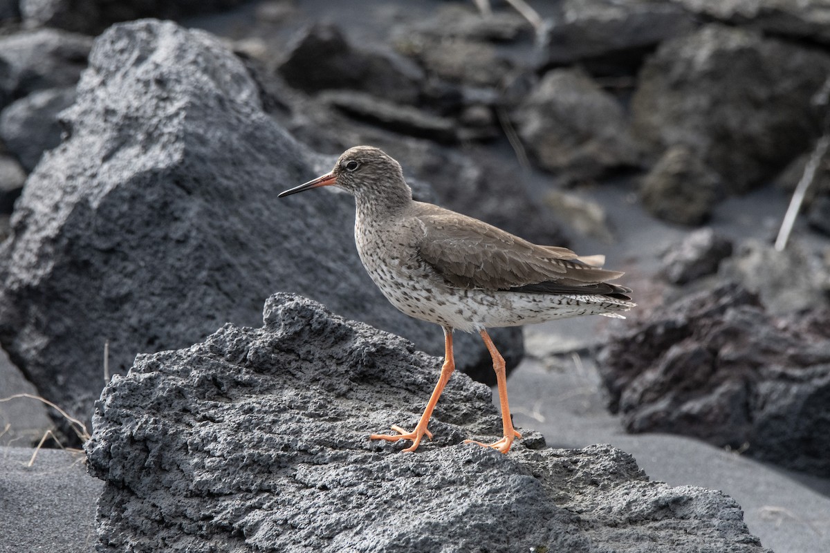 Common Redshank - ML620911497