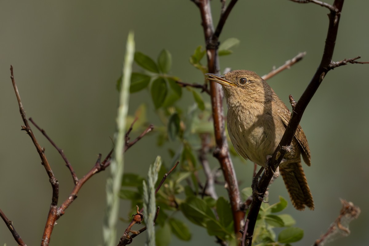 House Wren - ML620911499