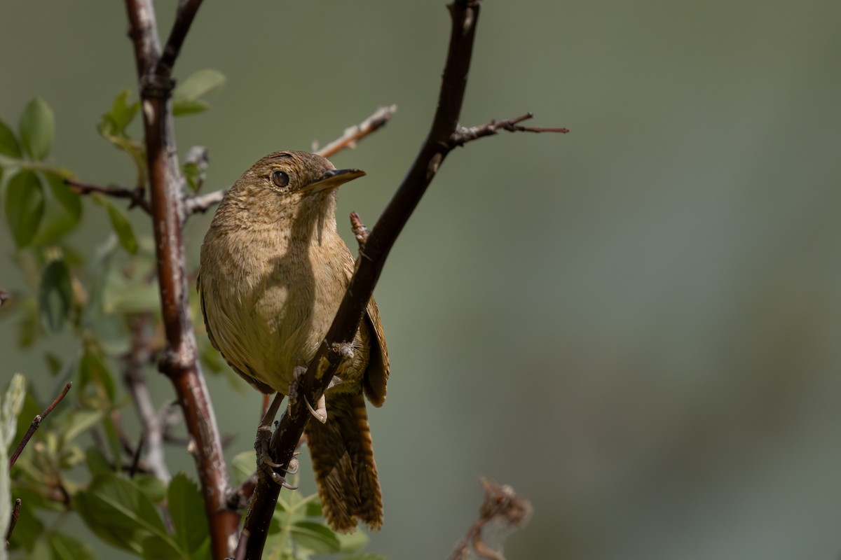 House Wren - ML620911500