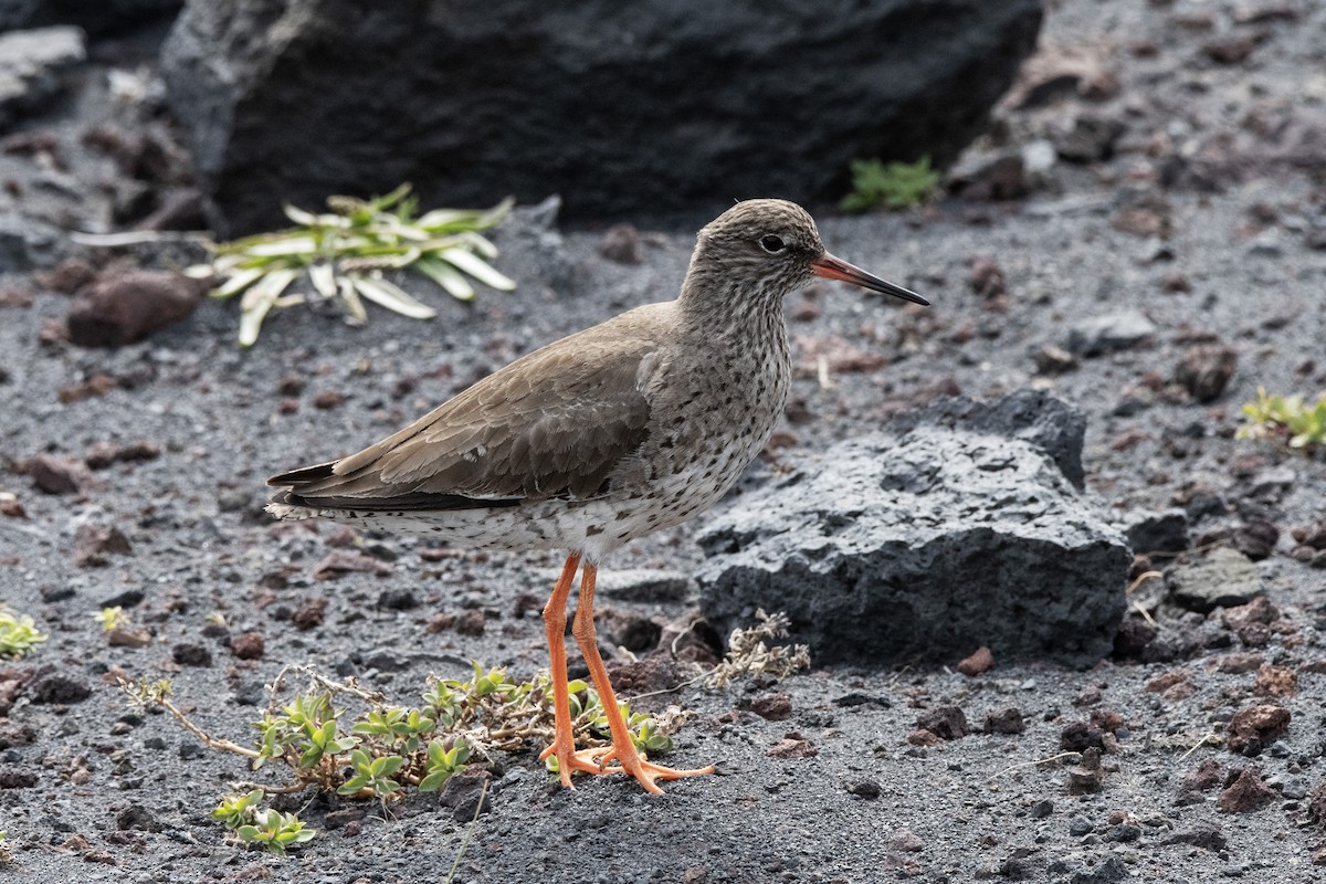 Common Redshank - ML620911501