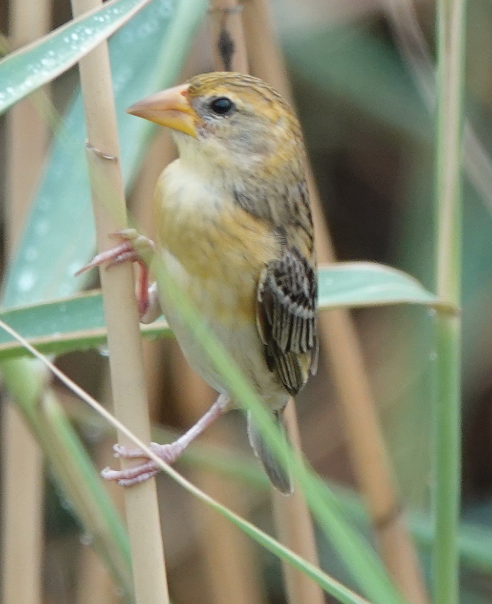 Baya Weaver - ML620911507