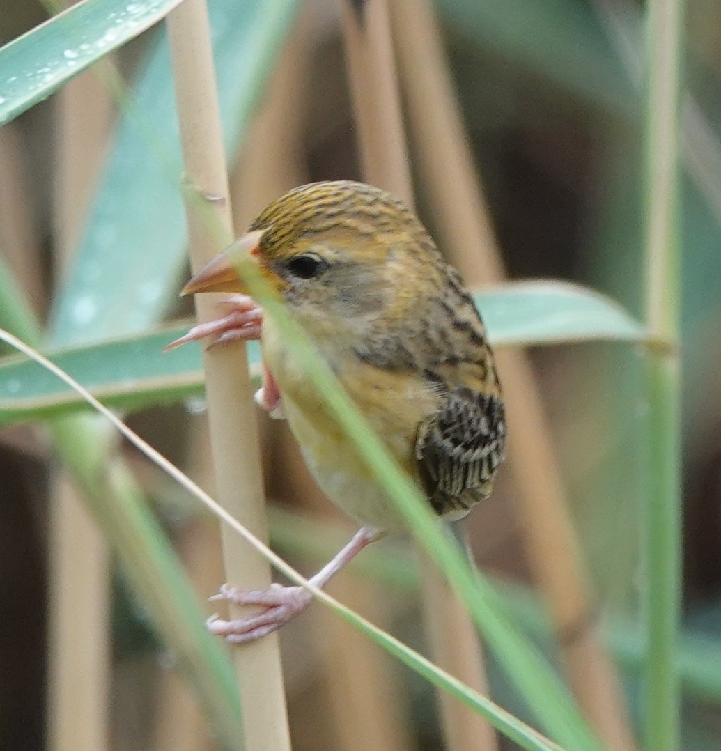 Baya Weaver - ML620911509