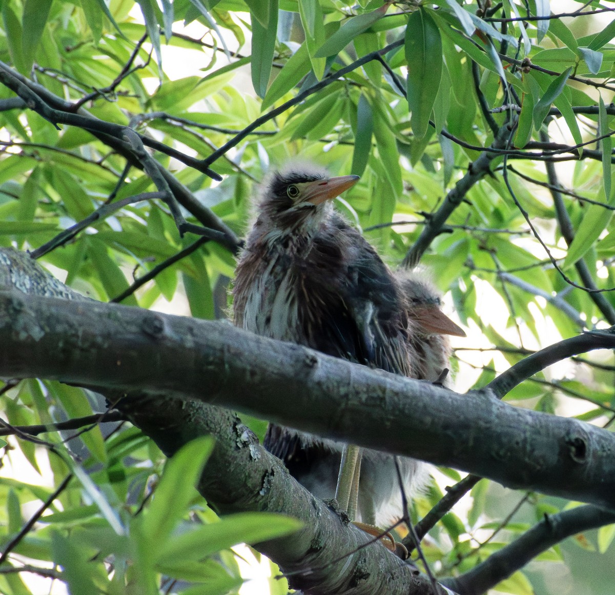 Green Heron - ML620911513