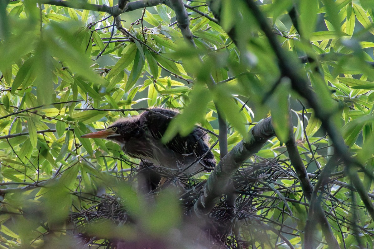 Green Heron - ML620911516