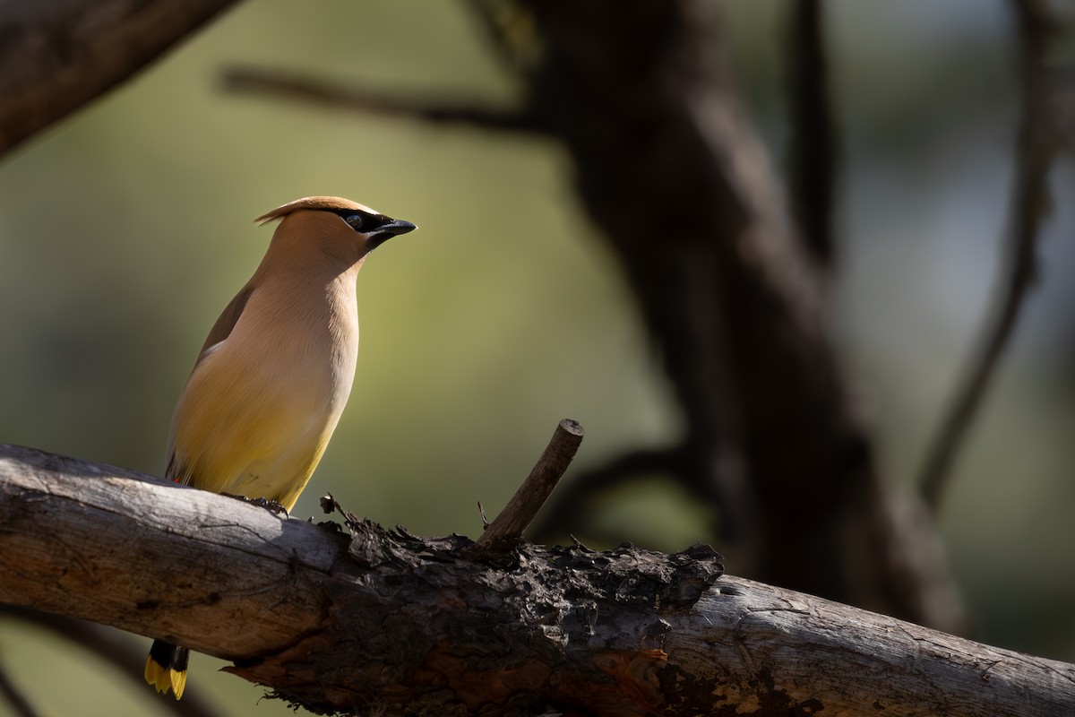 Cedar Waxwing - ML620911518