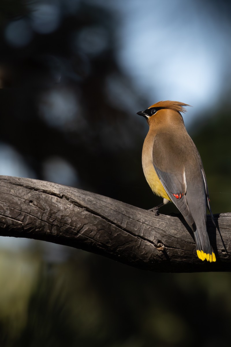 Cedar Waxwing - ML620911519