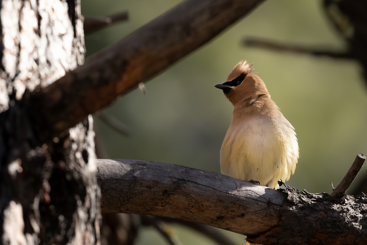 Cedar Waxwing - ML620911520