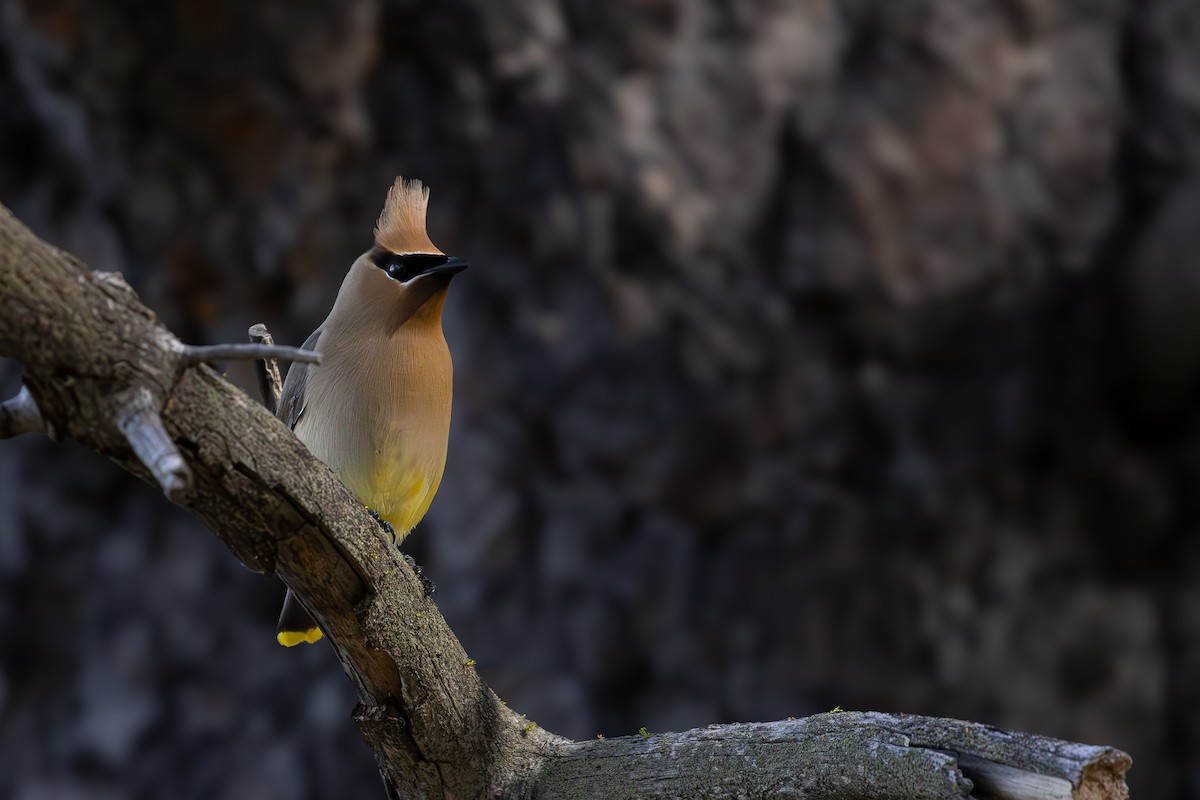 Cedar Waxwing - ML620911521