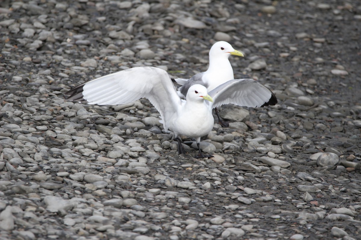 Black-legged Kittiwake - ML620911528