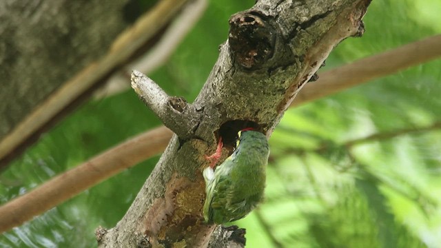 Coppersmith Barbet - ML620911530