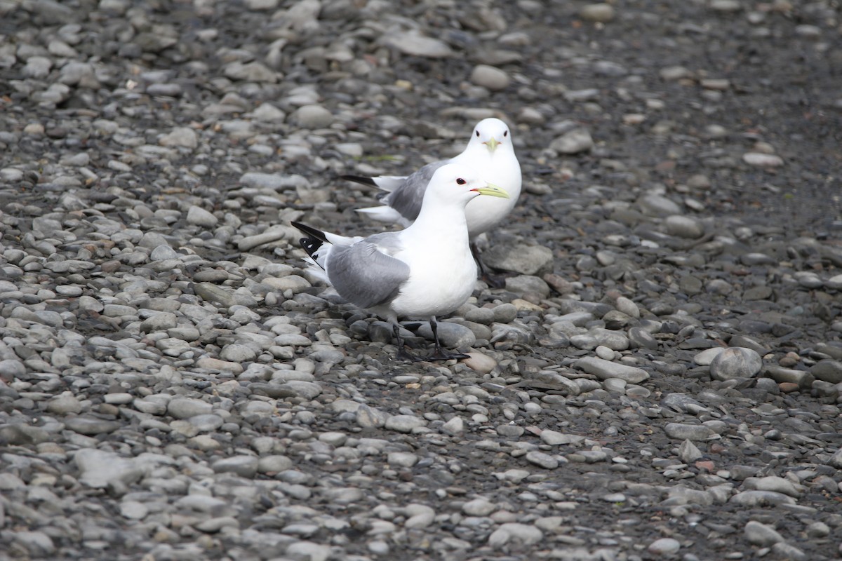 Black-legged Kittiwake - ML620911536