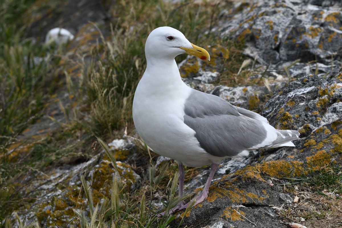 Gaviota de Bering - ML620911541