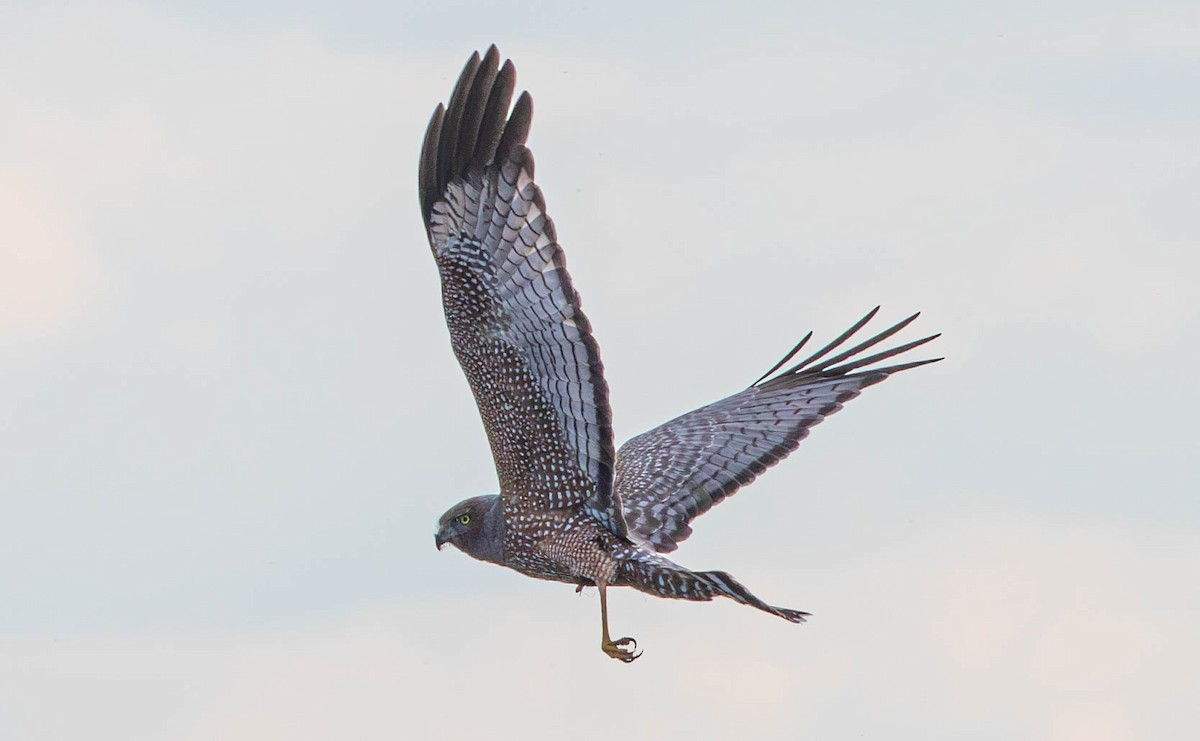 Spotted Harrier - ML620911553