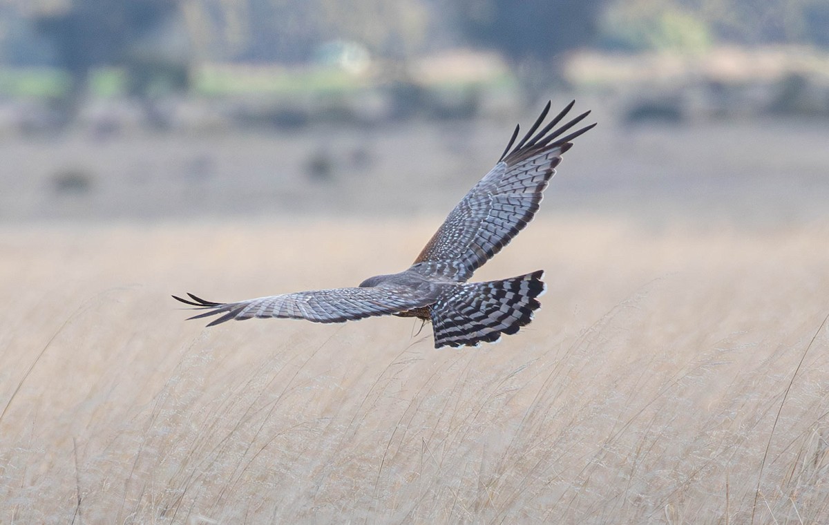 Spotted Harrier - ML620911554