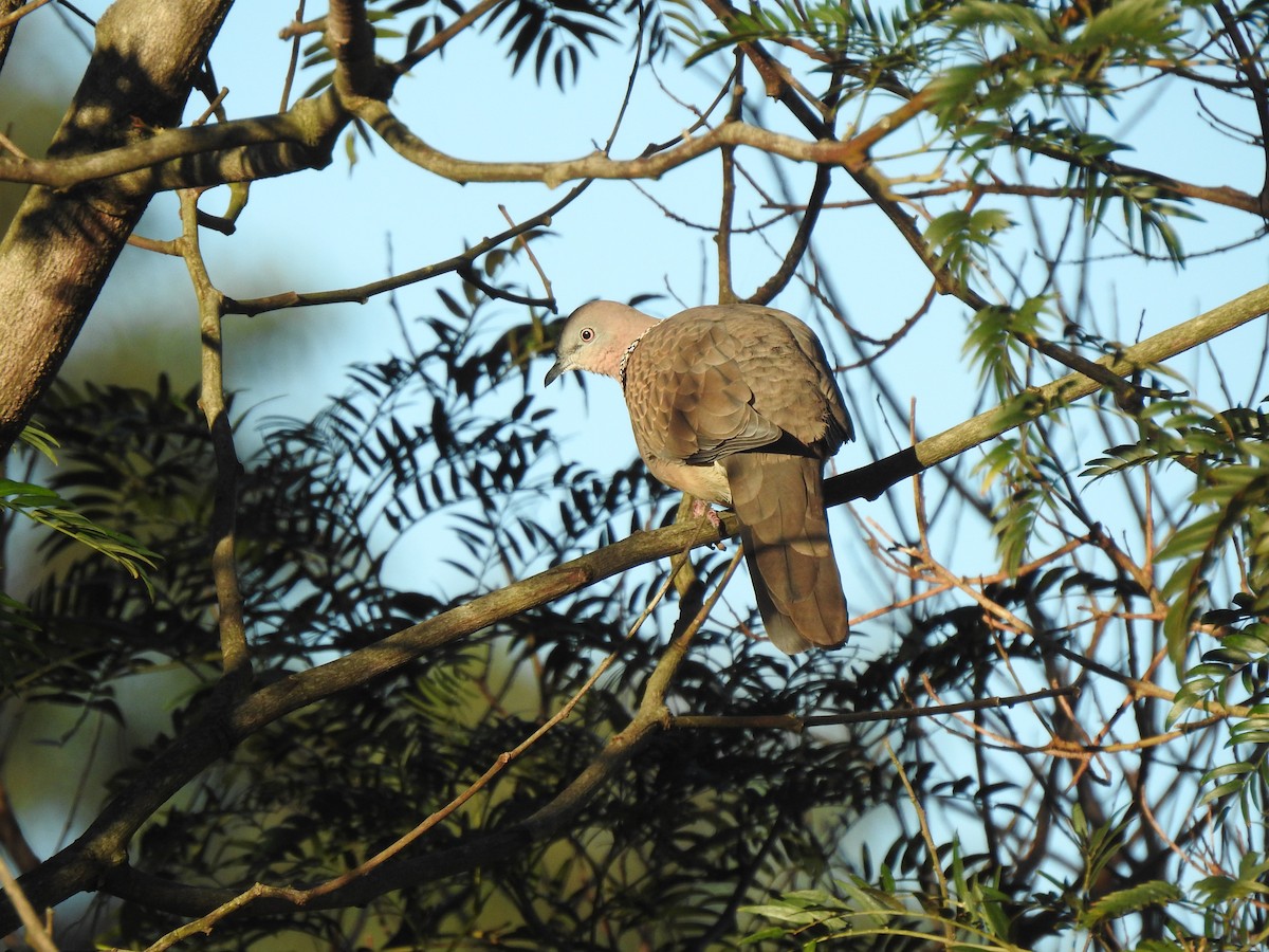 Spotted Dove - ML620911558