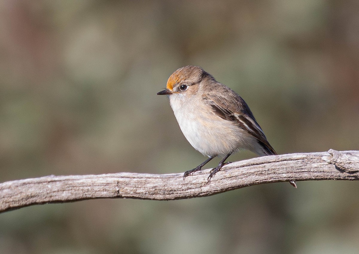 Red-capped Robin - ML620911559