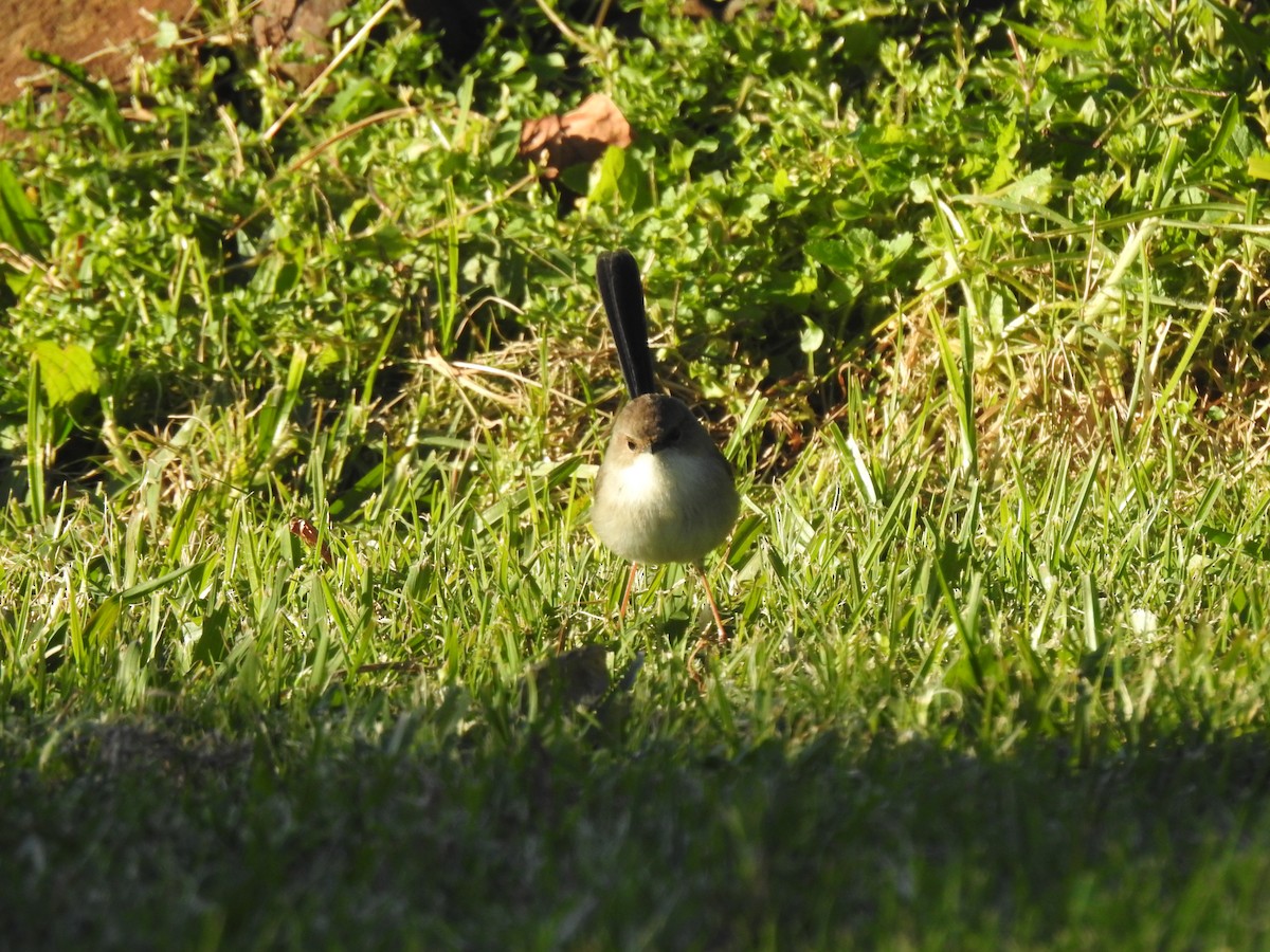 Superb Fairywren - ML620911575