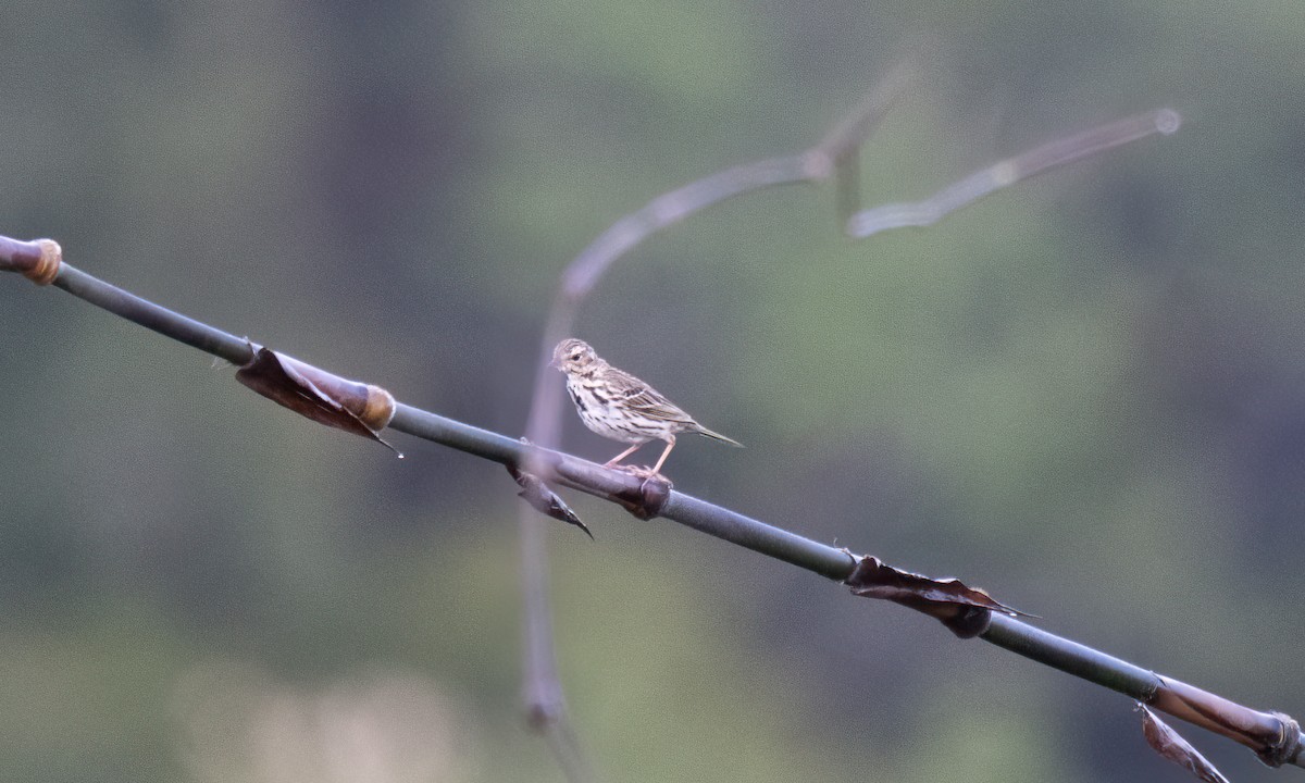 Olive-backed Pipit - ML620911580