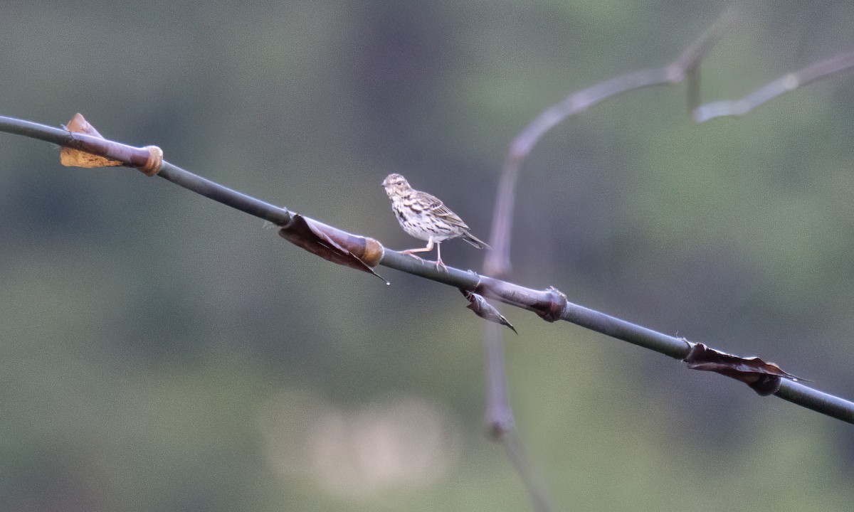 Olive-backed Pipit - ML620911581