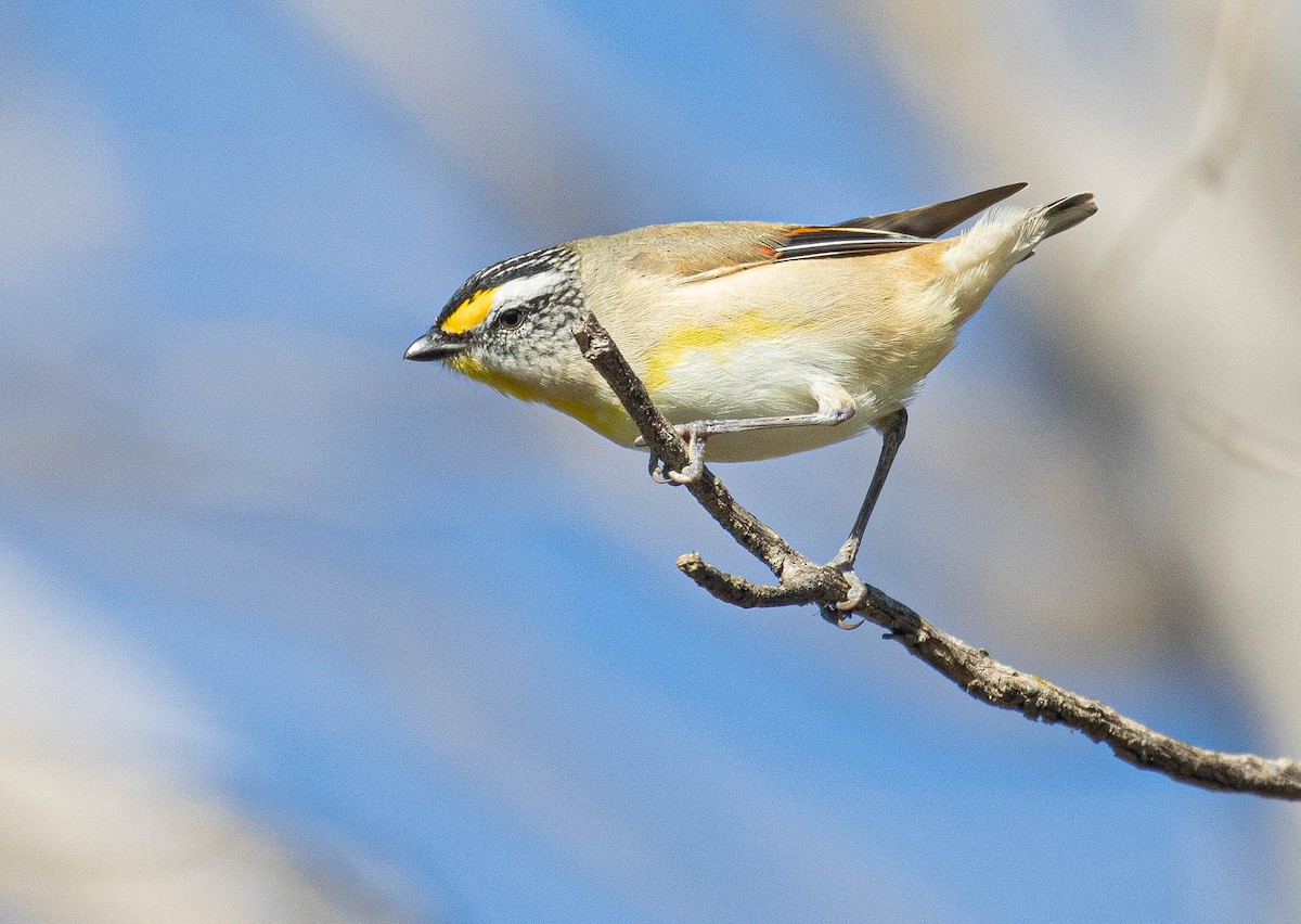 Streifenpanthervogel (ornatus) - ML620911583