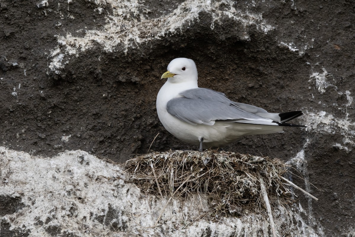 Mouette tridactyle - ML620911591