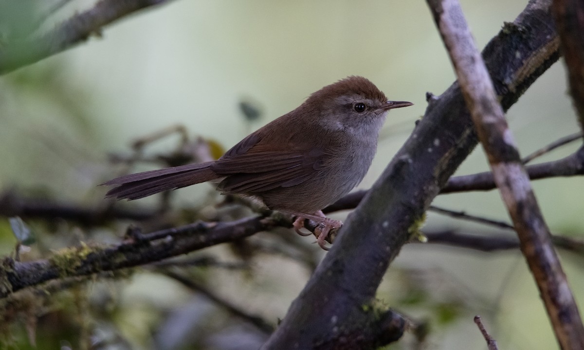 Philippine Bush Warbler - ML620911598