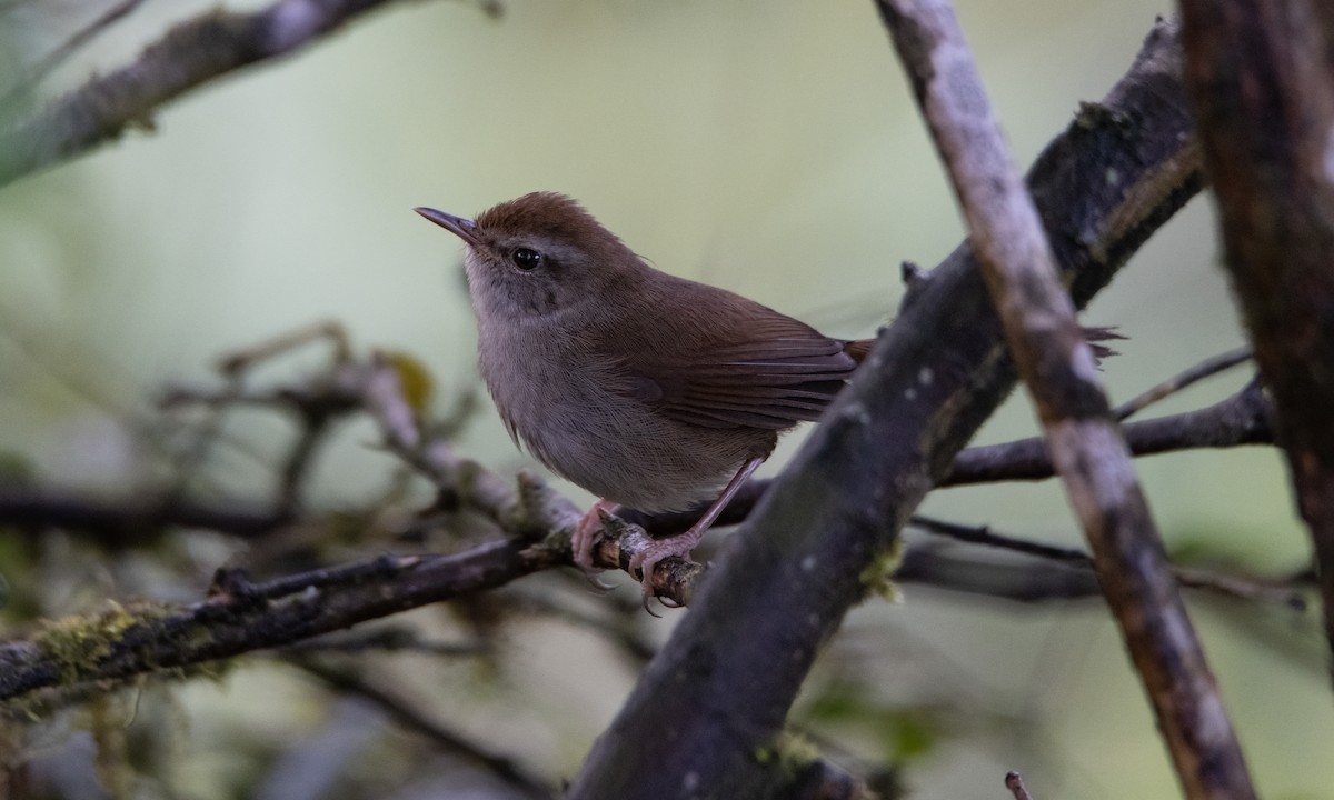 Philippine Bush Warbler - ML620911599