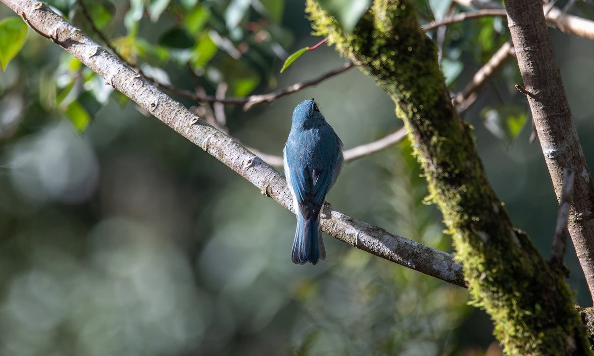 Turquoise Flycatcher - ML620911628