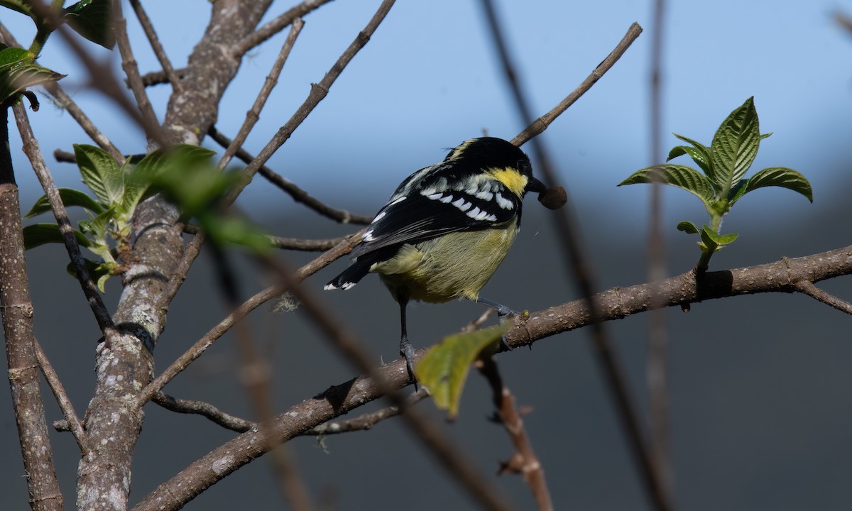 Mésange élégante - ML620911634