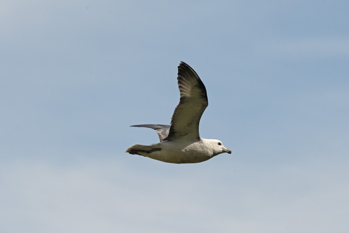 Northern Fulmar - ML620911635