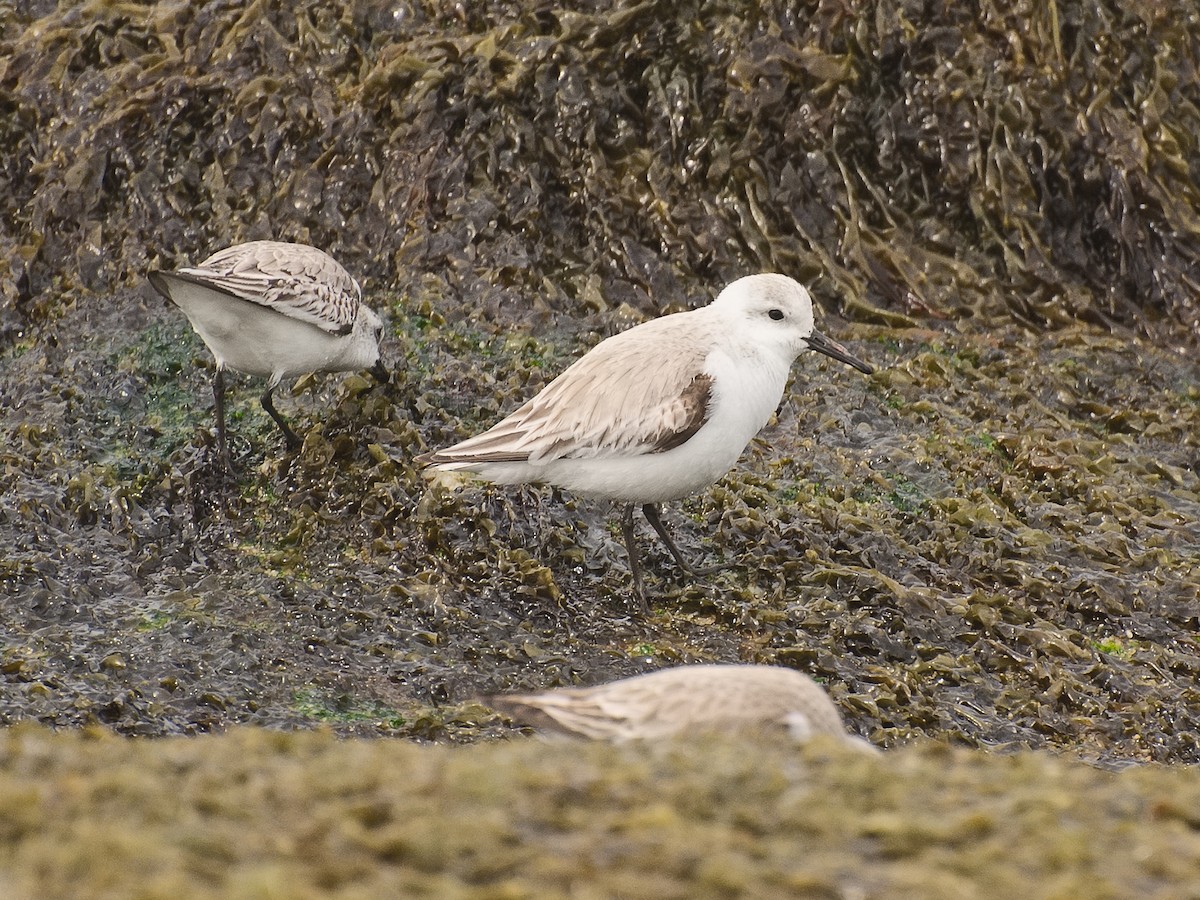 Sanderling - ML620911636